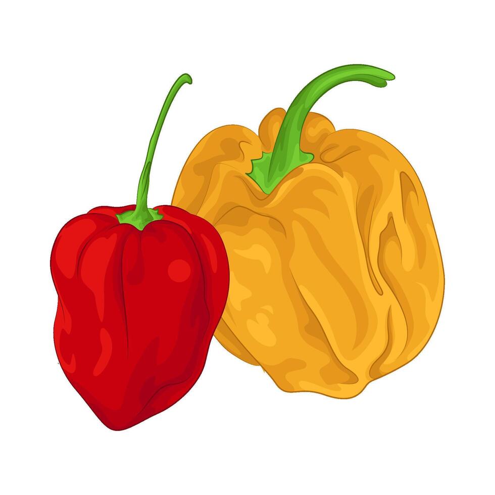 Illustration of chili vector