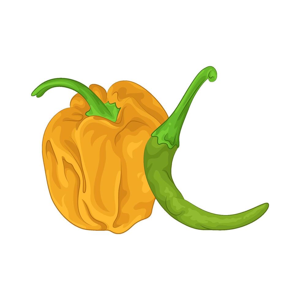 Illustration of chili vector