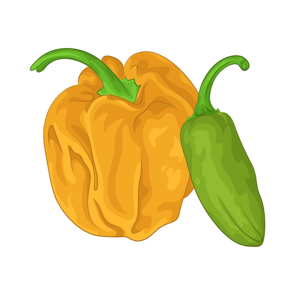 Illustration of chili vector