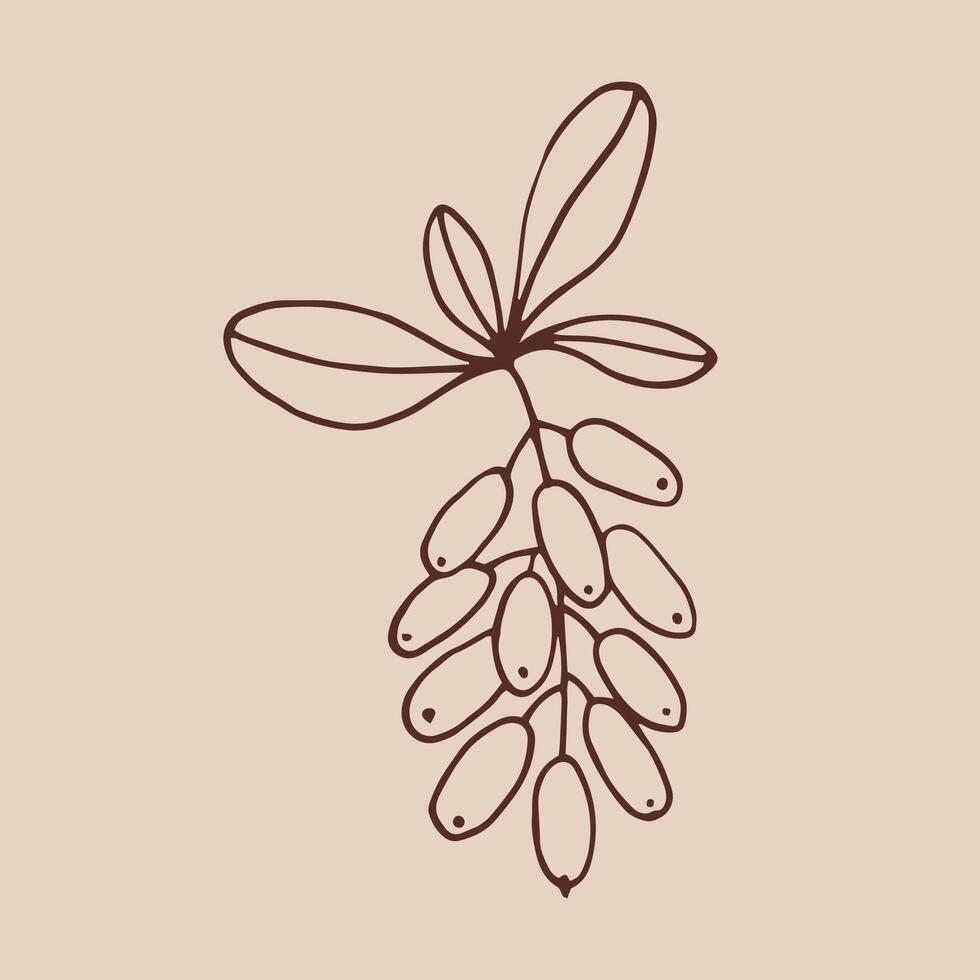Branch with leaves and barberry. Botanical element. Hand drawn illustration in outline style. vector