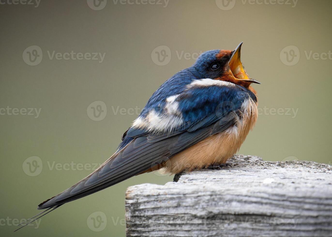 Barn Swallow perched on a post with blurred background and open mouth. photo