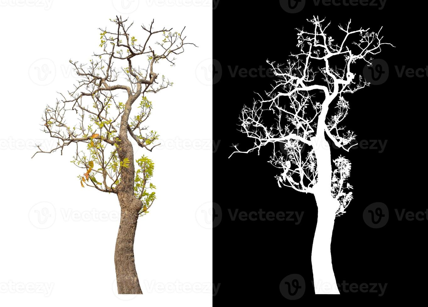 Single tree isolated on white background with clipping path and alpha channel on black background. photo
