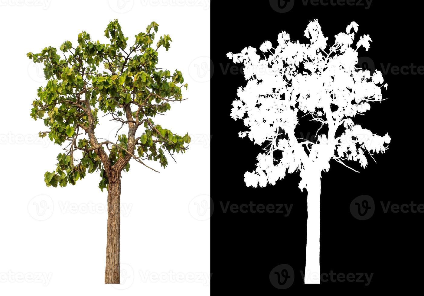 Single green tree isolated on white background with clipping path and alpha channel on black background. photo