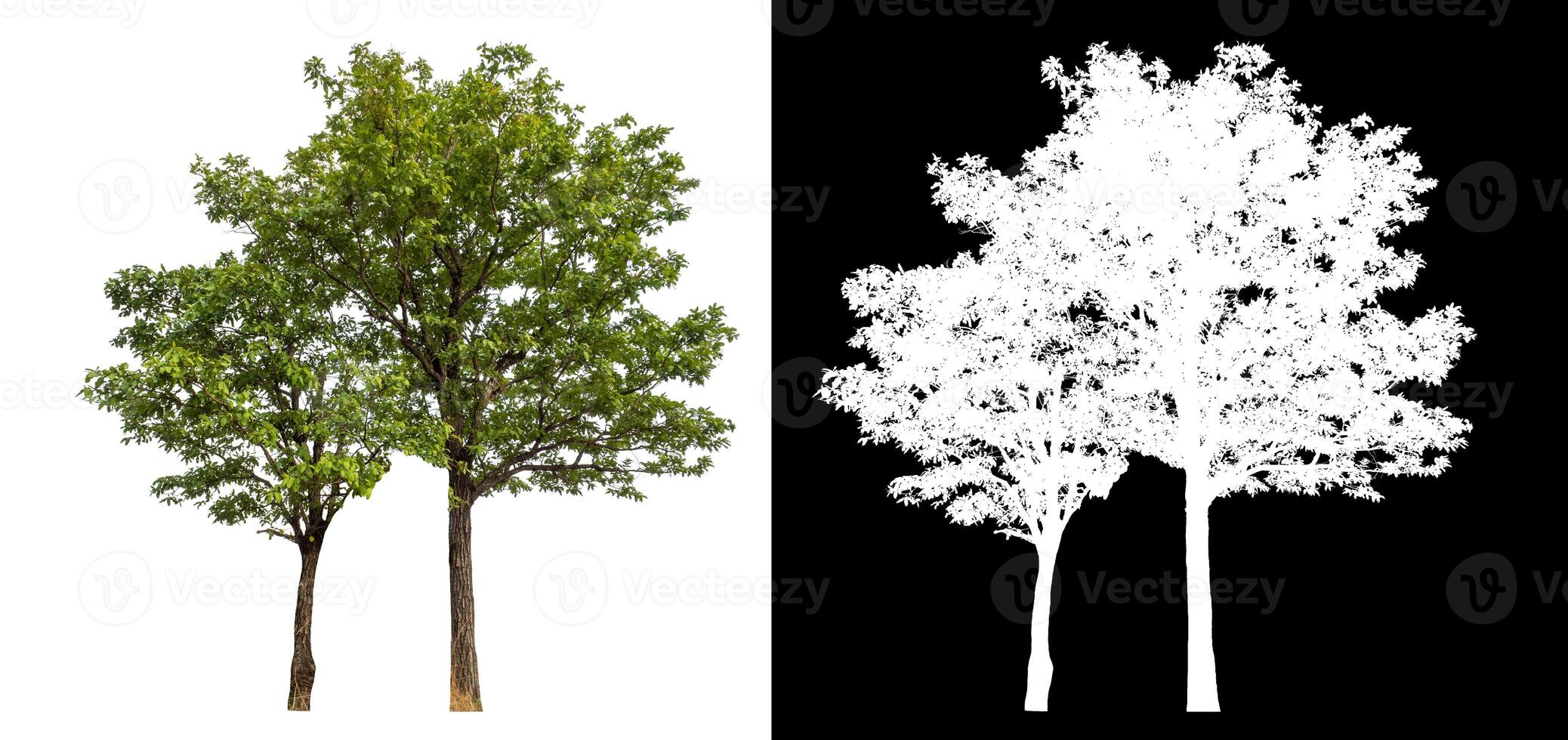Single green tree isolated on white background with clipping path and alpha channel on black background. photo