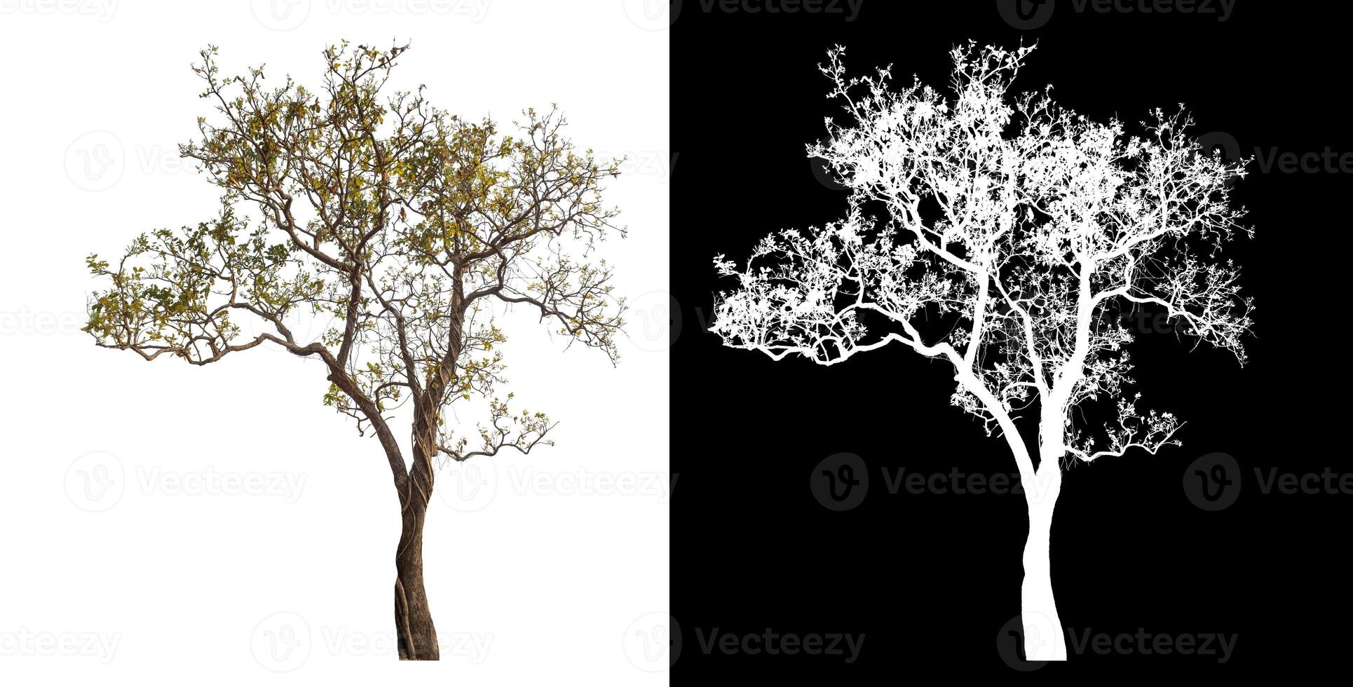 Single tree isolated on white background with clipping path and alpha channel on black background. photo