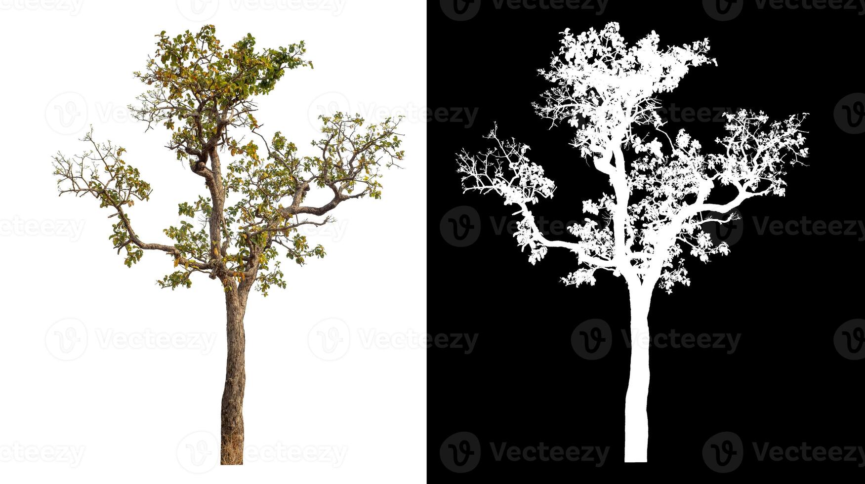 Single tree isolated on white background with clipping path and alpha channel on black background. photo