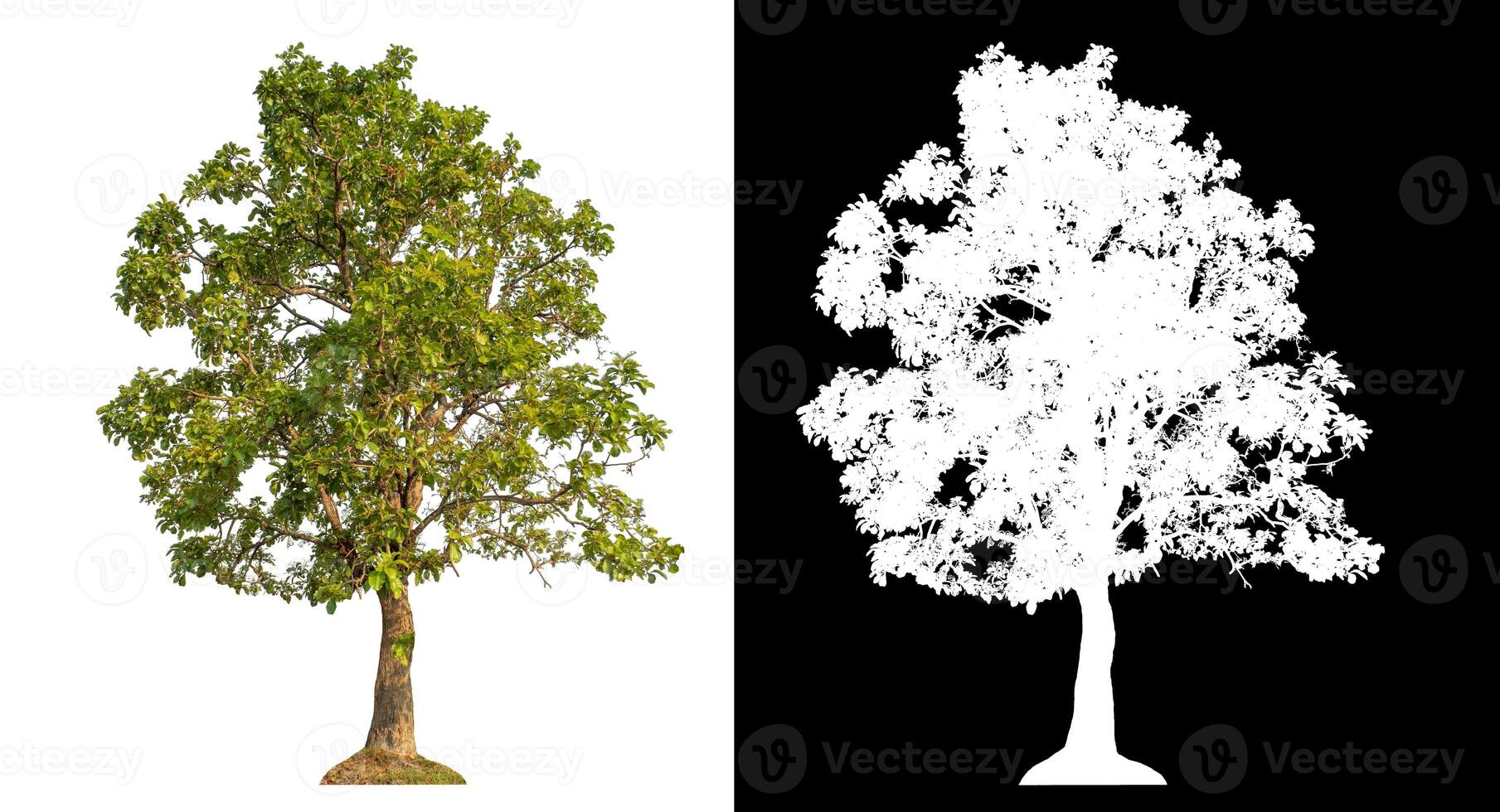 Single green tree isolated on white background with clipping path and alpha channel on black background. photo