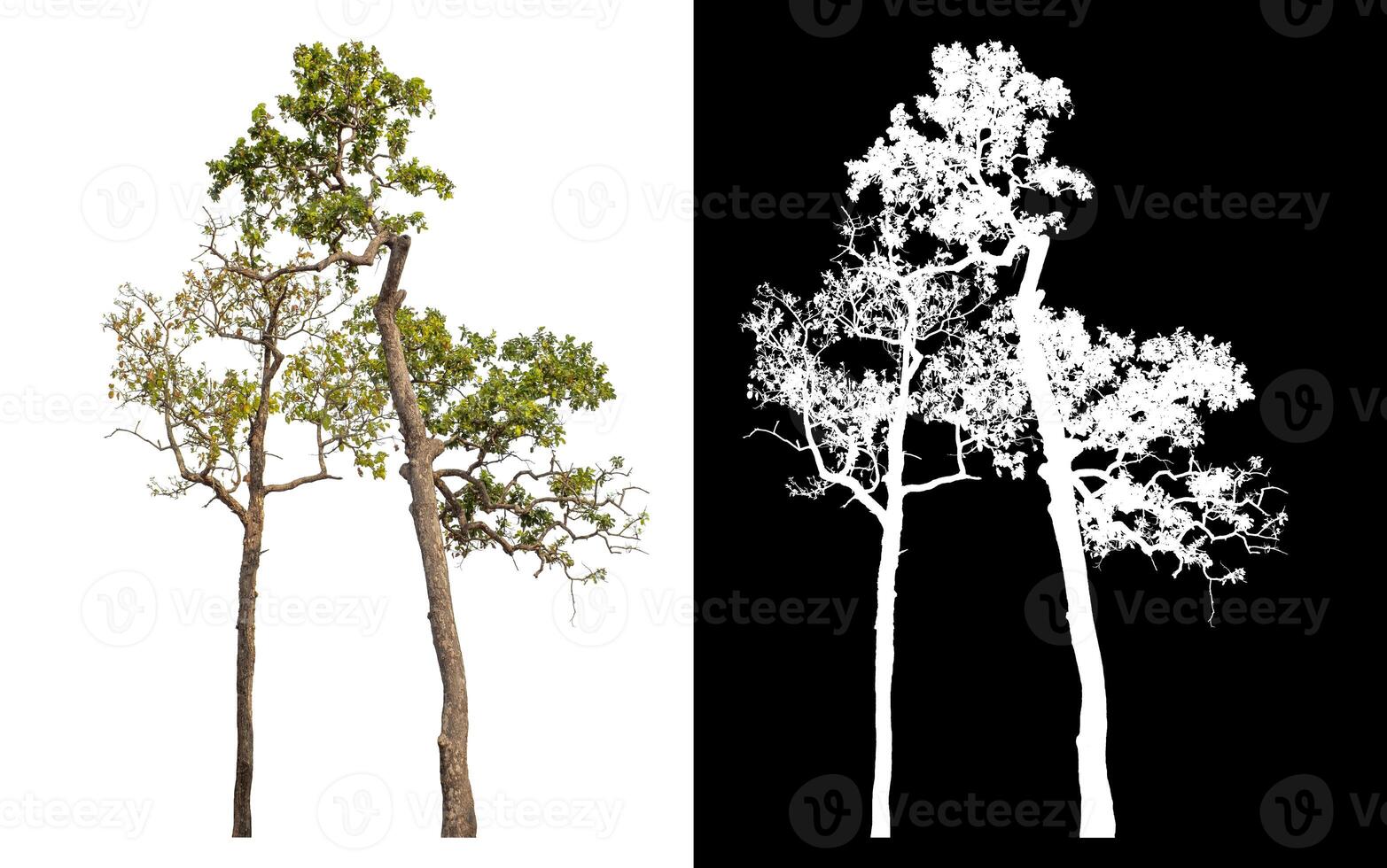 Single tree isolated on white background with clipping path and alpha channel on black background. photo