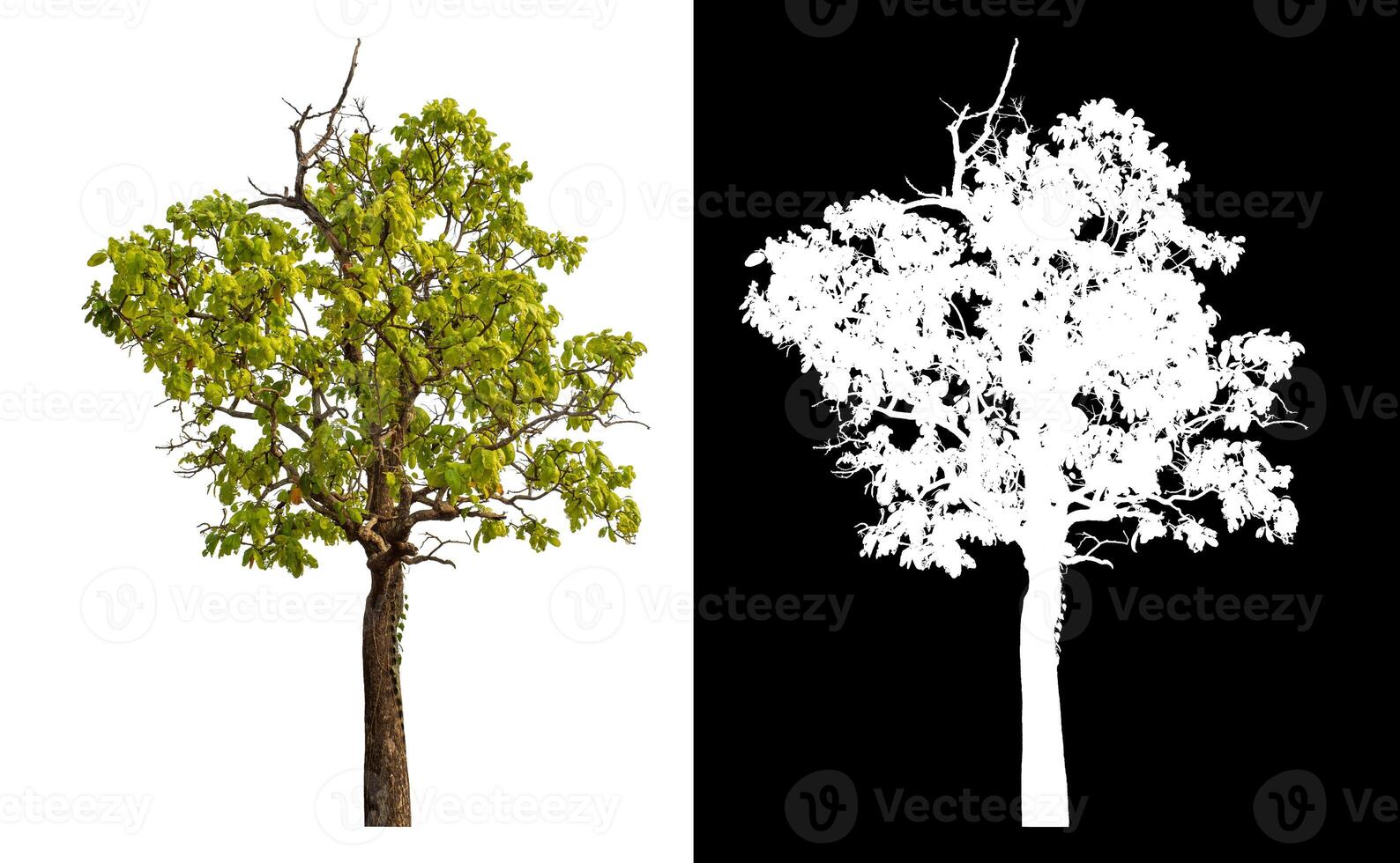 Single tree isolated on white background with clipping path and alpha channel on black background. photo