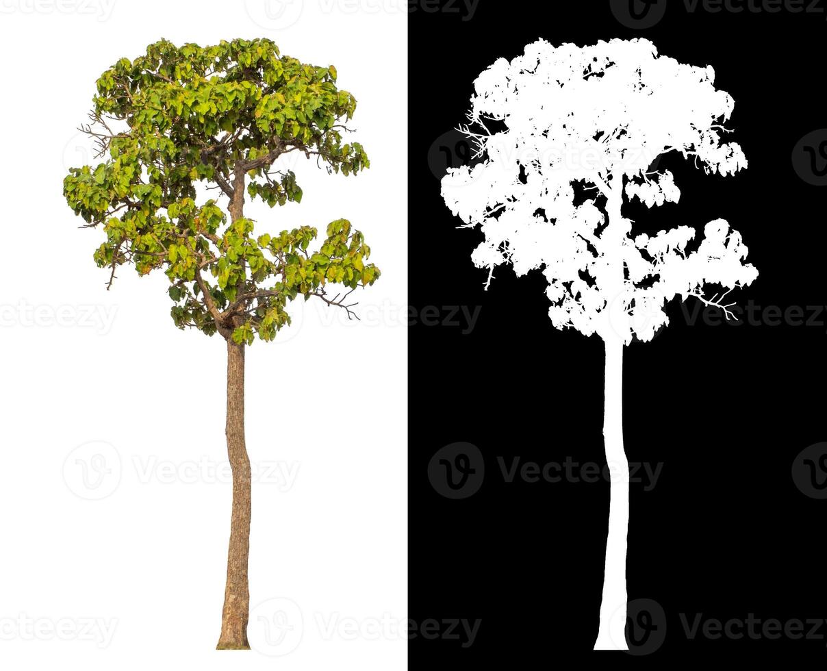 Single tree isolated on white background with clipping path and alpha channel on black background. photo
