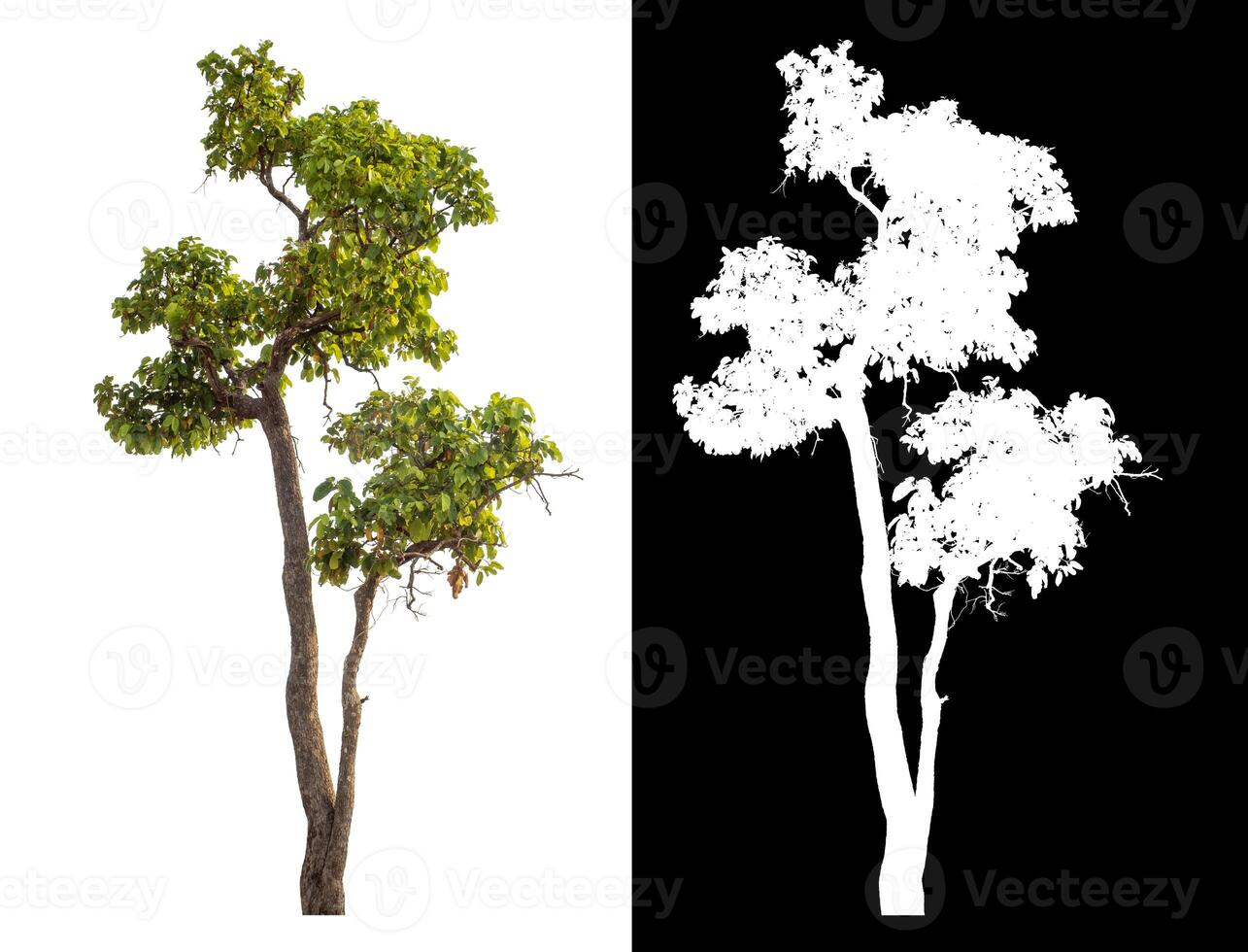 Single green tree isolated on white background with clipping path and alpha channel on black background. photo