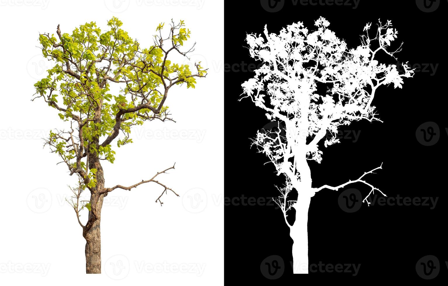 Single tree isolated on white background with clipping path and alpha channel on black background. photo