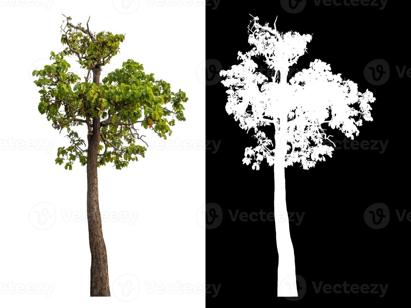 Single green tree isolated on white background with clipping path and alpha channel on black background. photo