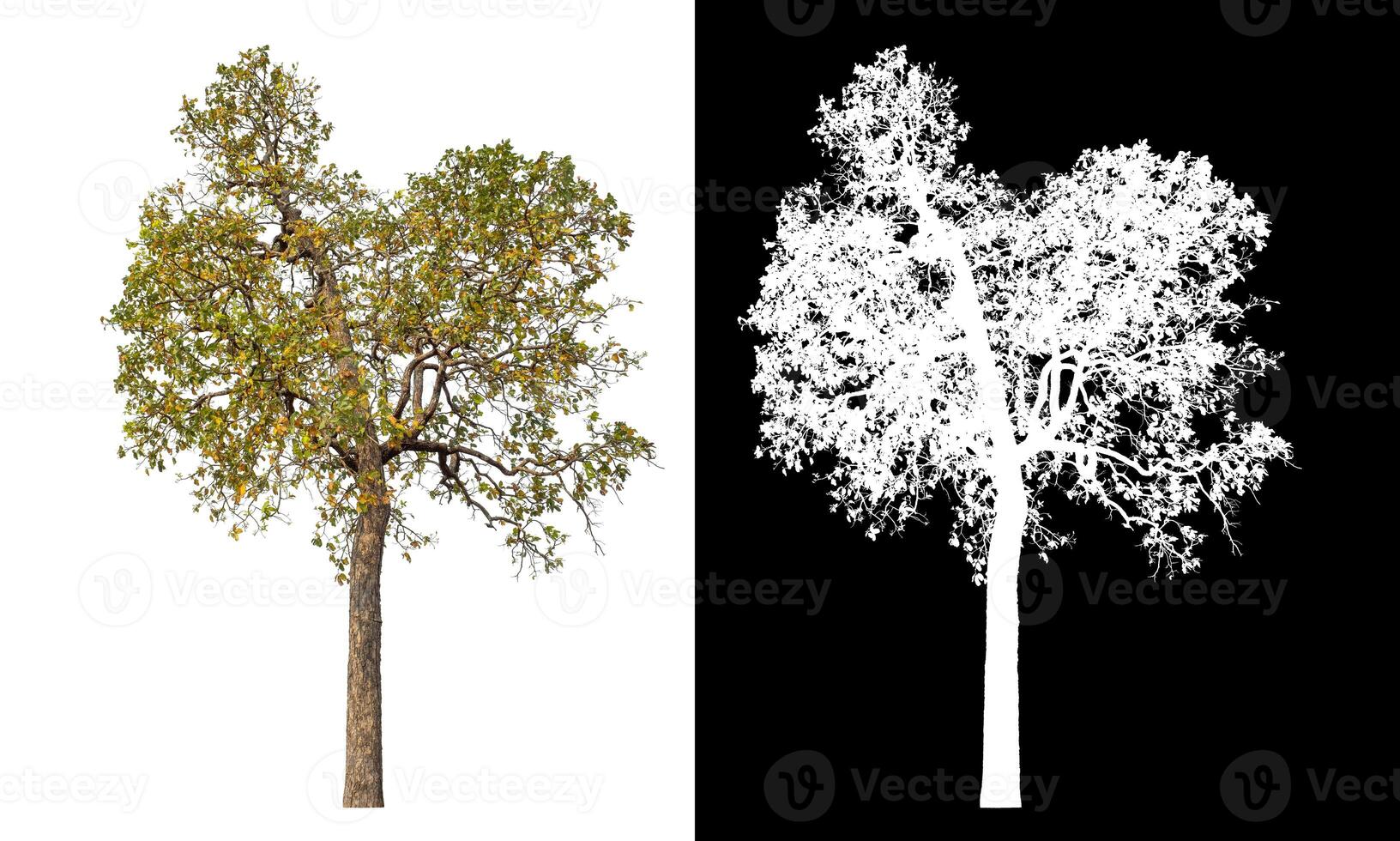 Single tree isolated on white background with clipping path and alpha channel on black background. photo