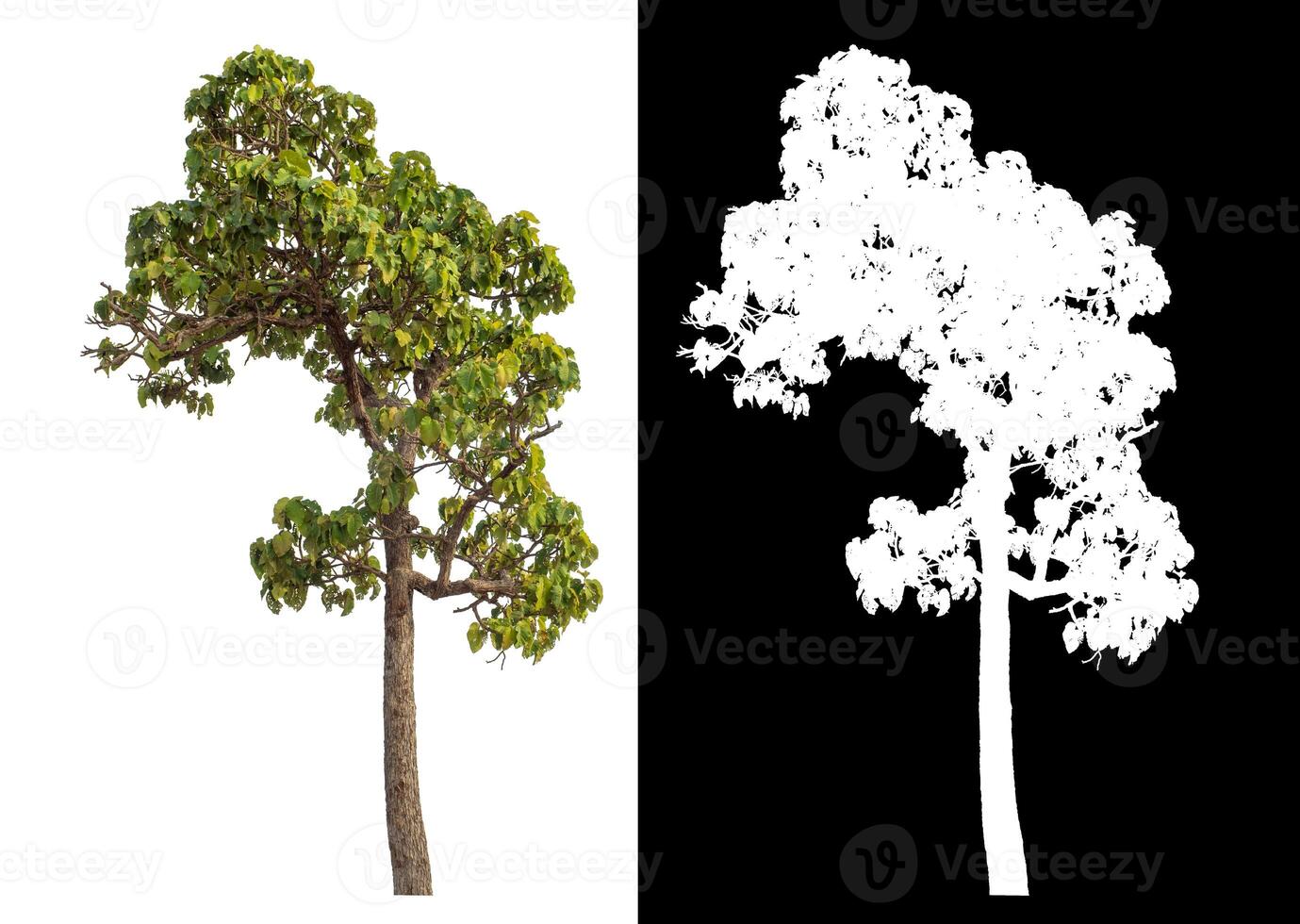 Single tree isolated on white background with clipping path and alpha channel on black background. photo