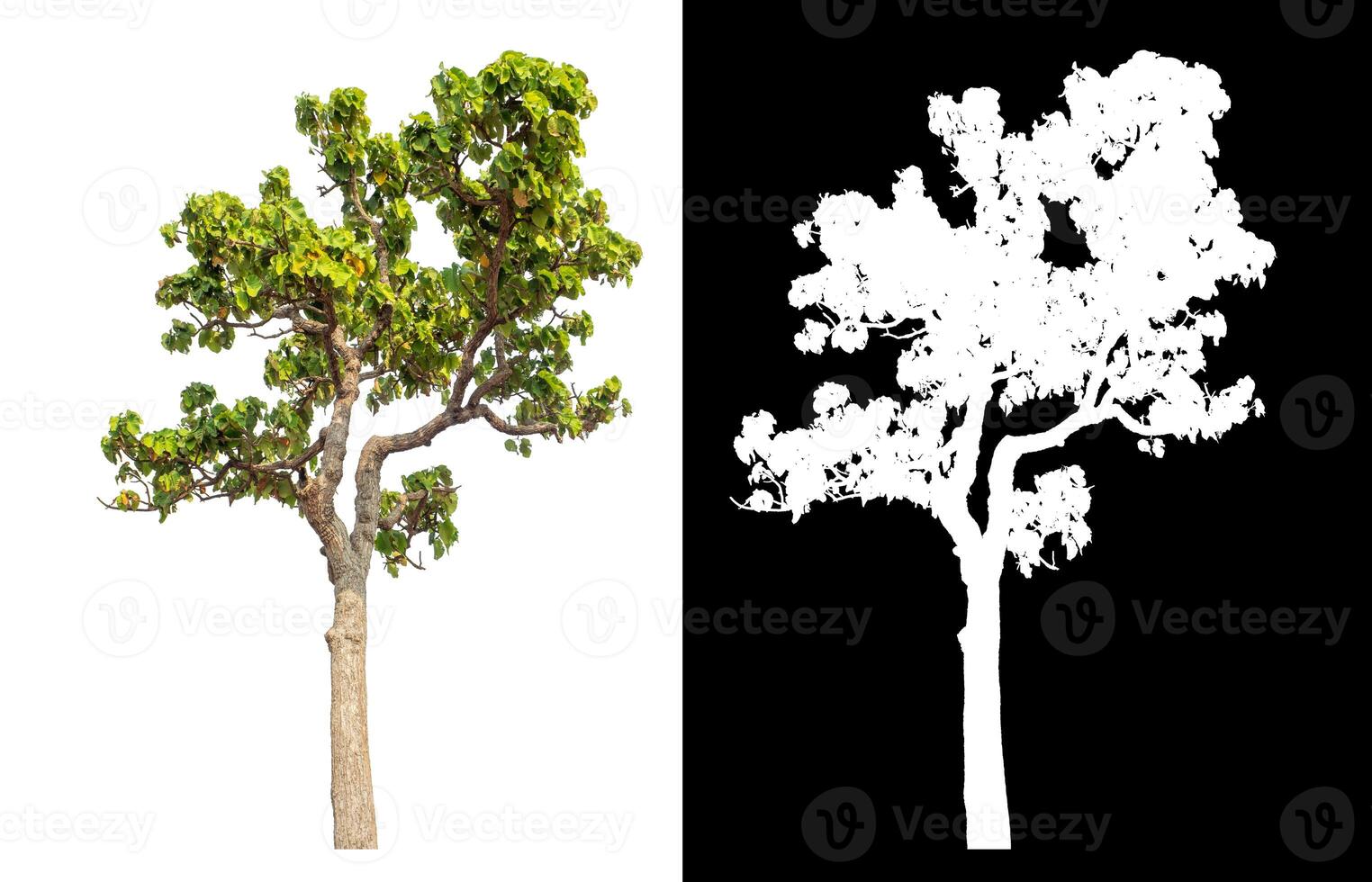 Single green tree isolated on white background with clipping path and alpha channel on black background. photo