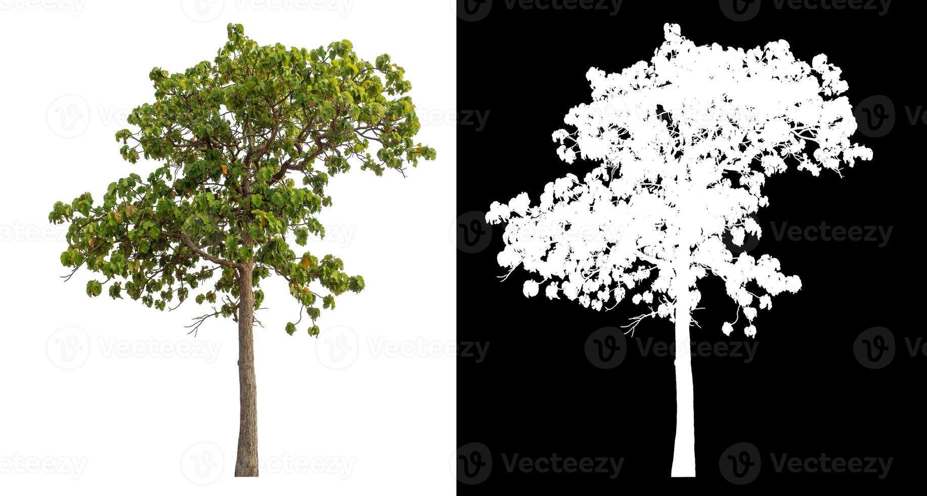 Single green tree isolated on white background with clipping path and alpha channel on black background. photo