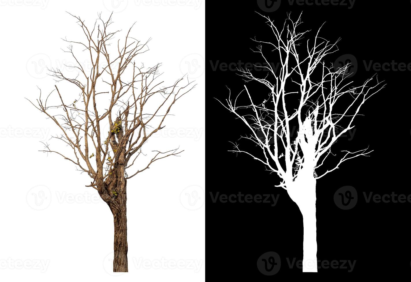 Dead tree isolated on white background with clipping path and alpha channel on black background. photo