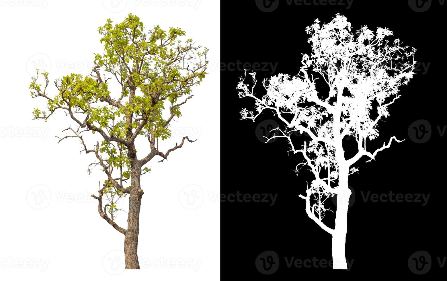 Single tree isolated on white background with clipping path and alpha channel on black background. photo