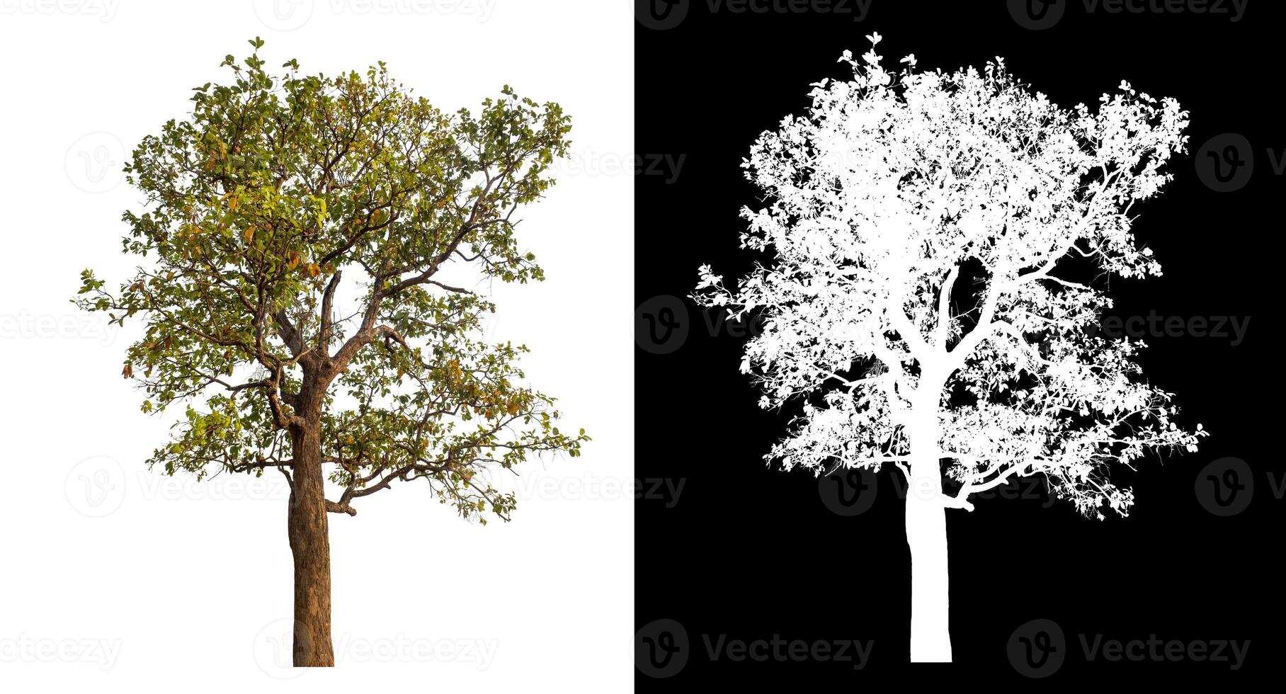 Single tree isolated on white background with clipping path and alpha channel on black background. photo