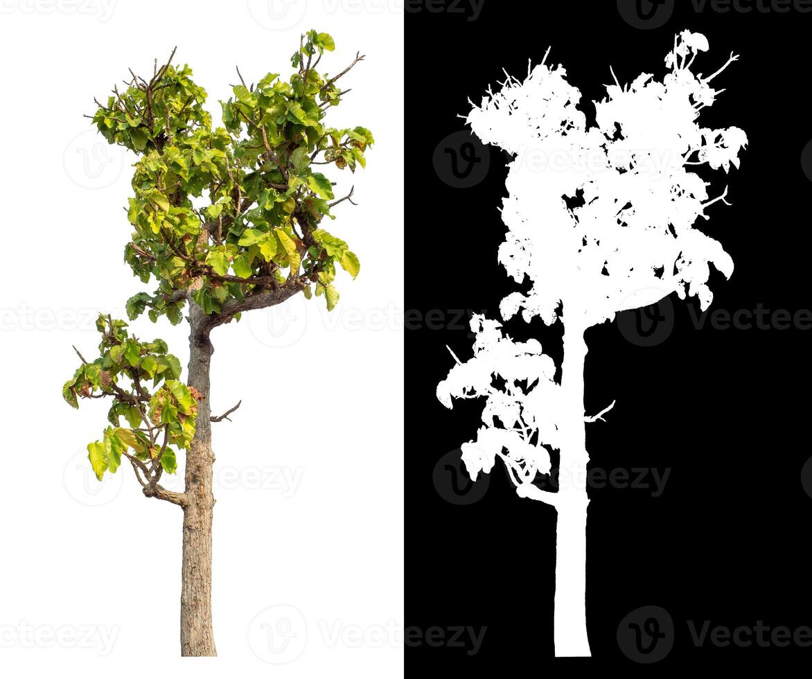 Single tree isolated on white background with clipping path and alpha channel on black background. photo
