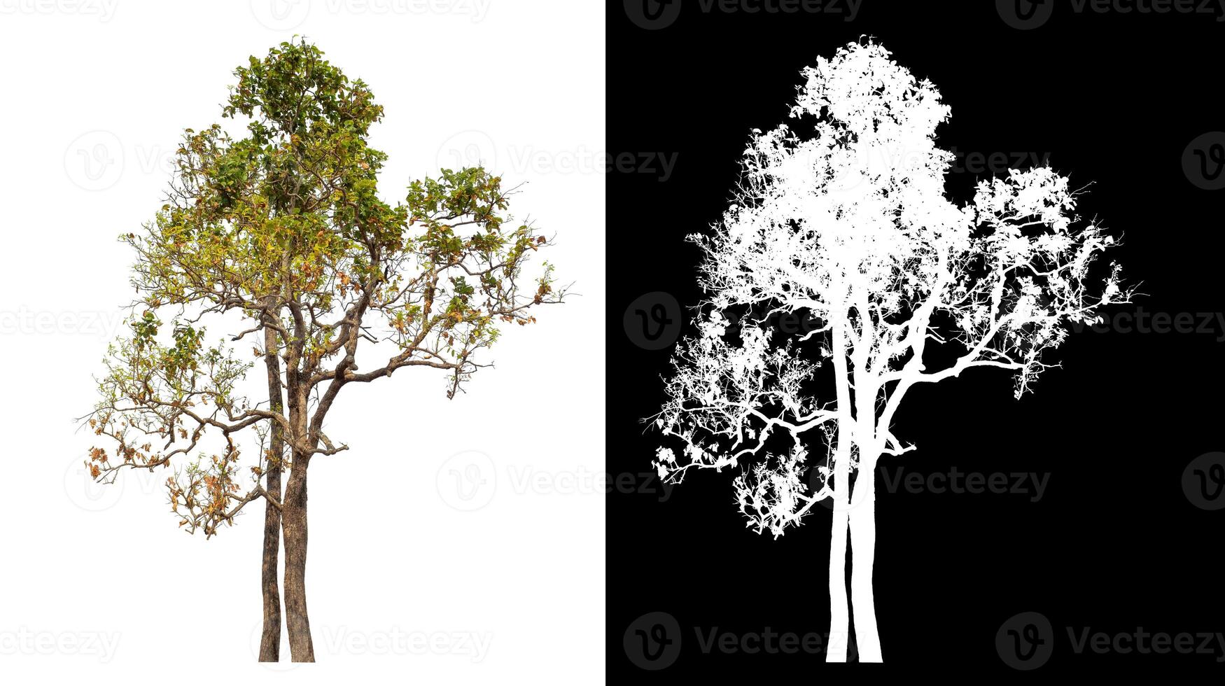 Single tree isolated on white background with clipping path and alpha channel on black background. photo
