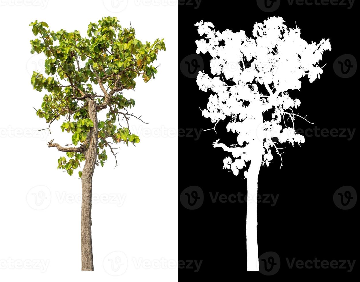 Single green tree isolated on white background with clipping path and alpha channel on black background. photo