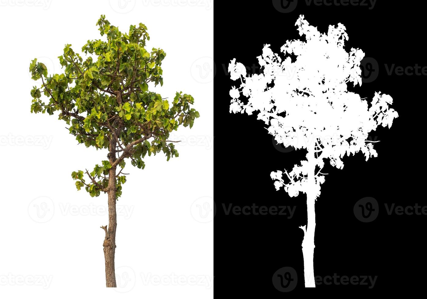 Single tree isolated on white background with clipping path and alpha channel on black background. photo