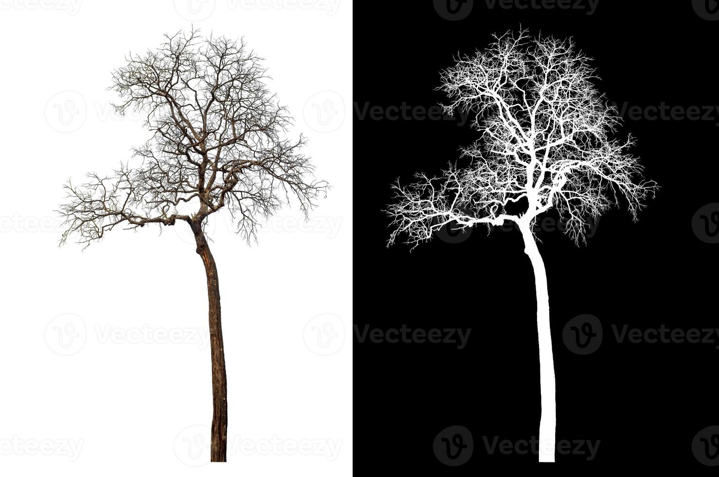 Dead tree isolated on white background with clipping path and alpha channel on black background. photo