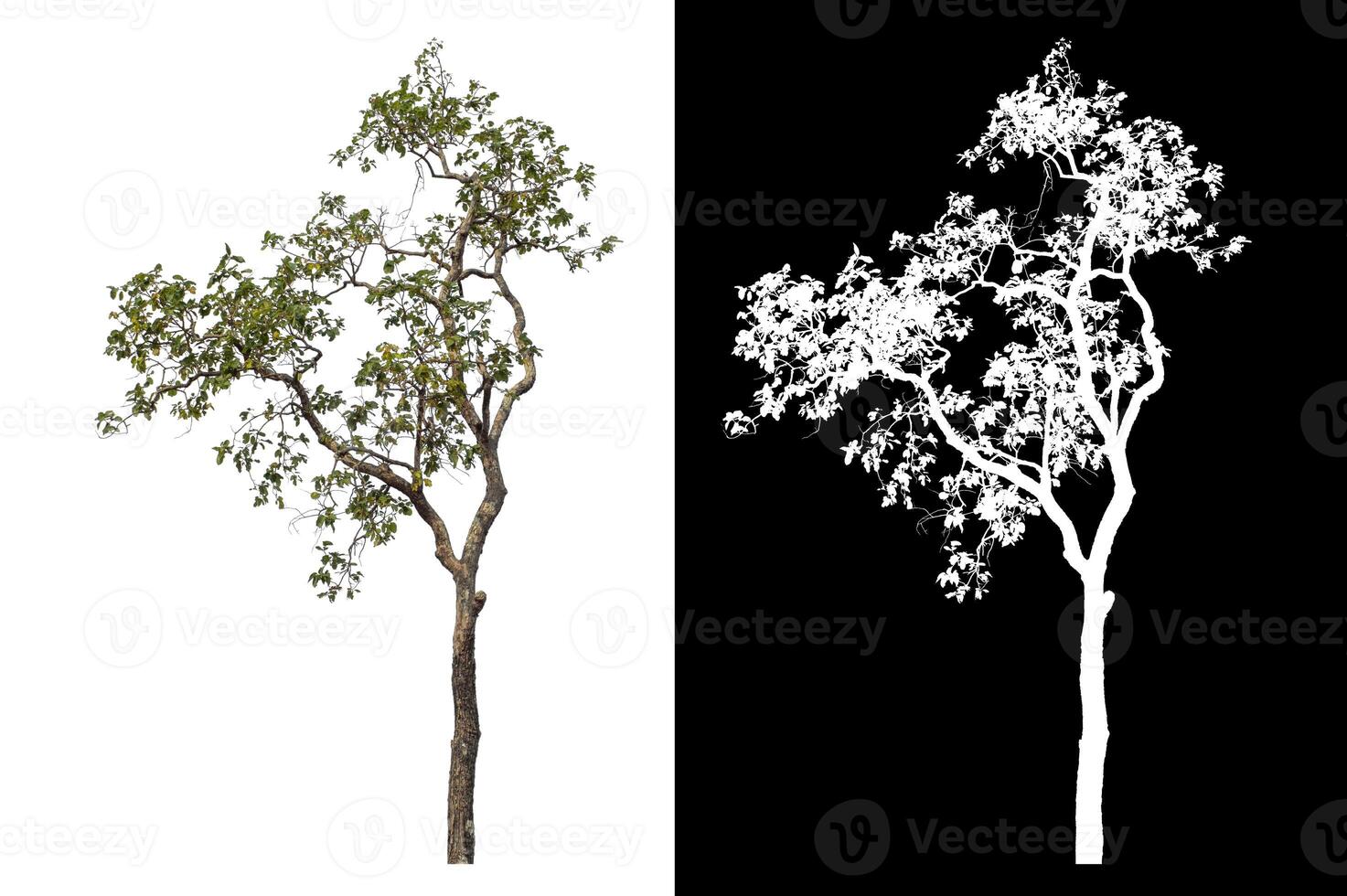 Single tree isolated on white background with clipping path and alpha channel on black background. photo