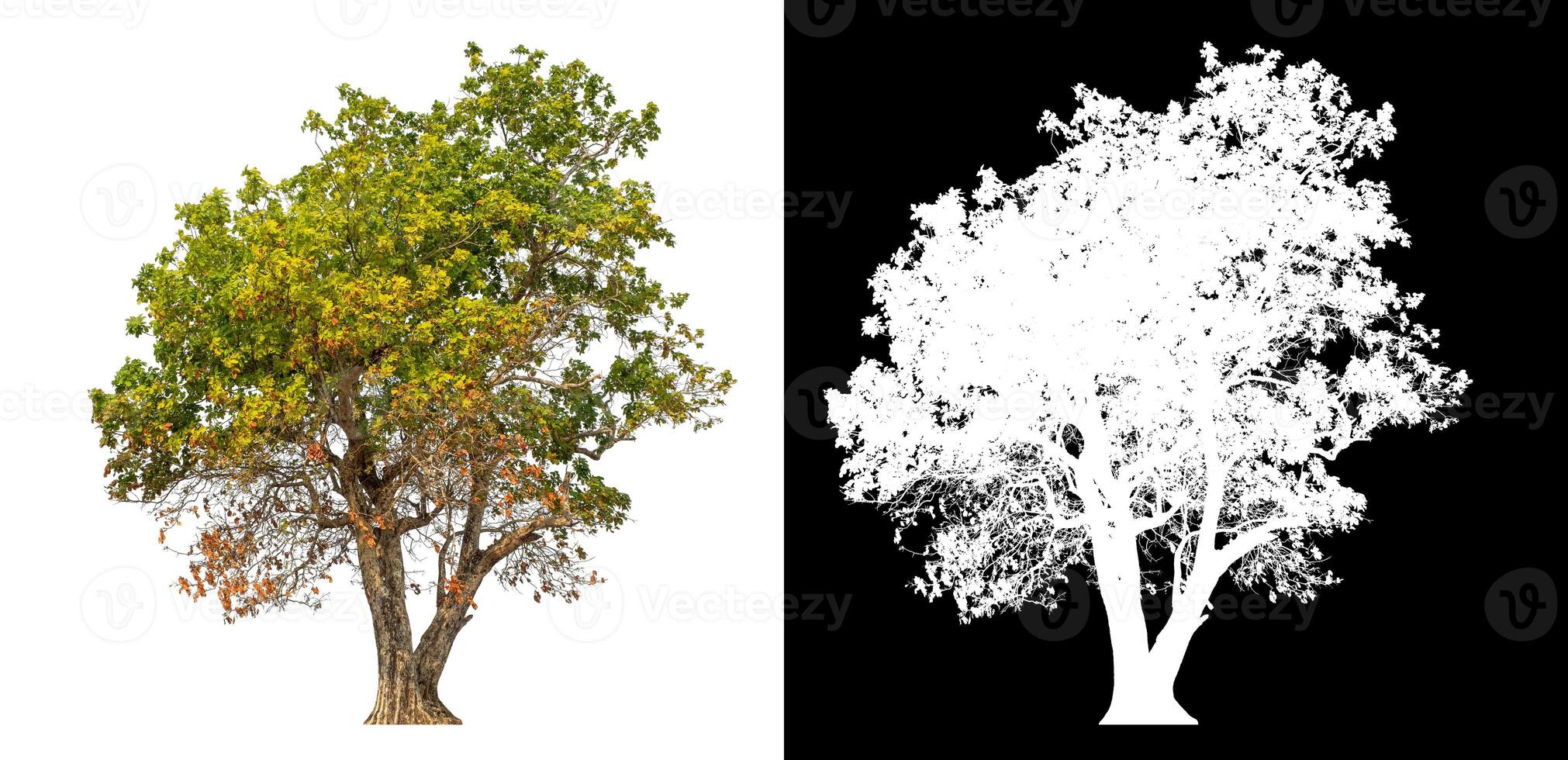 Single tree isolated on white background with clipping path and alpha channel on black background. photo