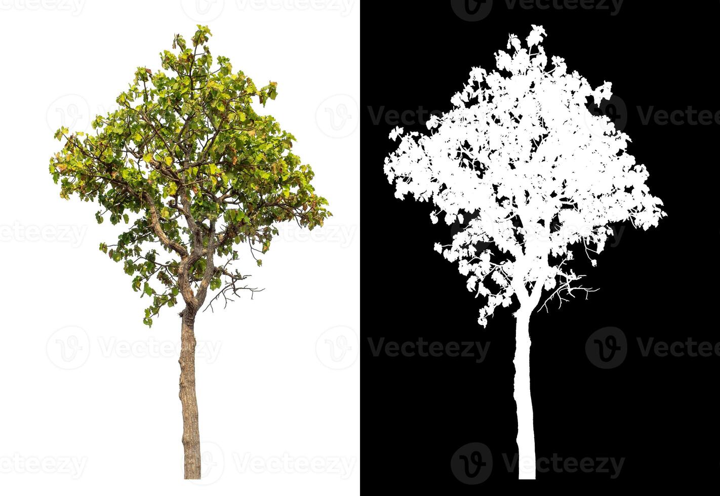 Single tree isolated on white background with clipping path and alpha channel on black background. photo