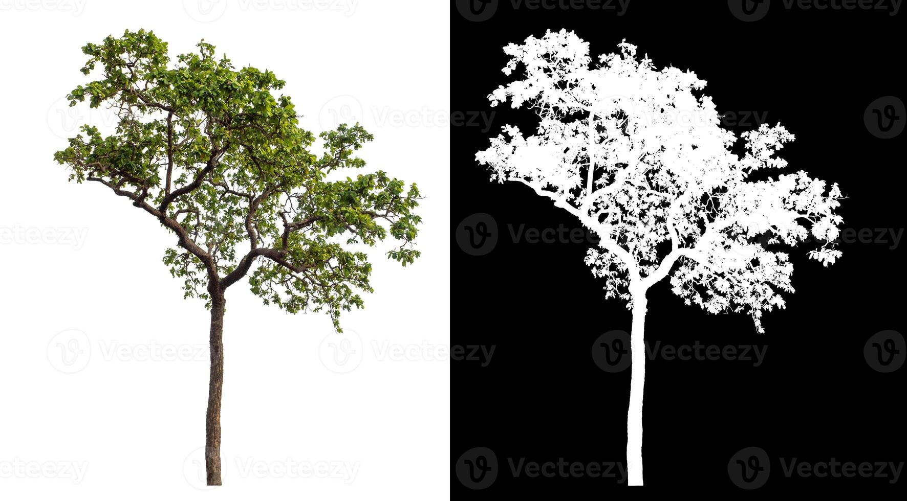 Single green tree isolated on white background with clipping path and alpha channel on black background. photo