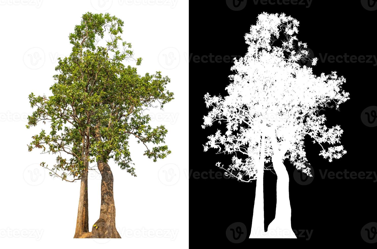 Single green tree isolated on white background with clipping path and alpha channel on black background. photo