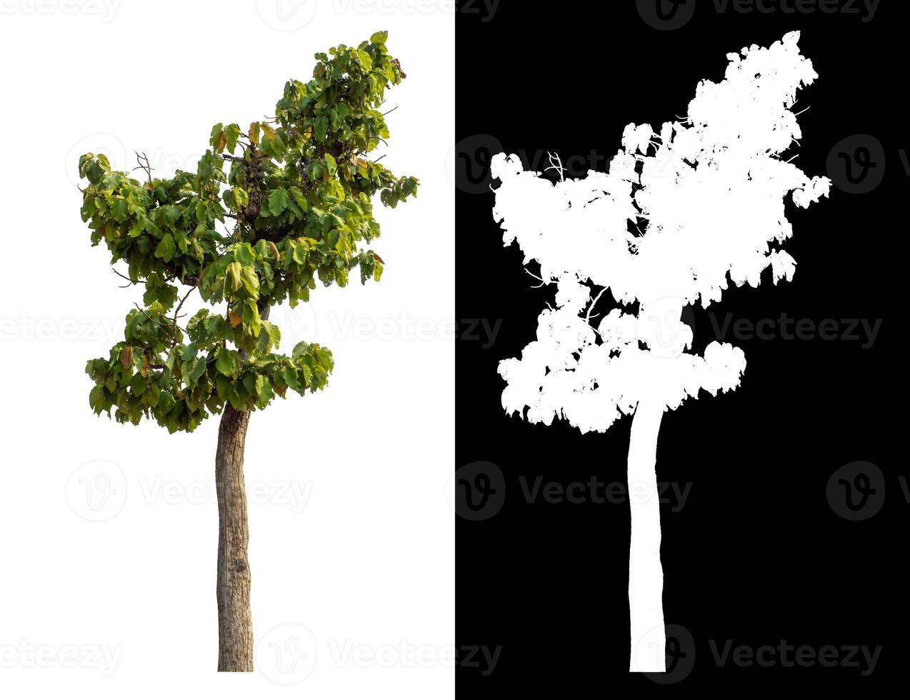 Single green tree isolated on white background with clipping path and alpha channel on black background. photo