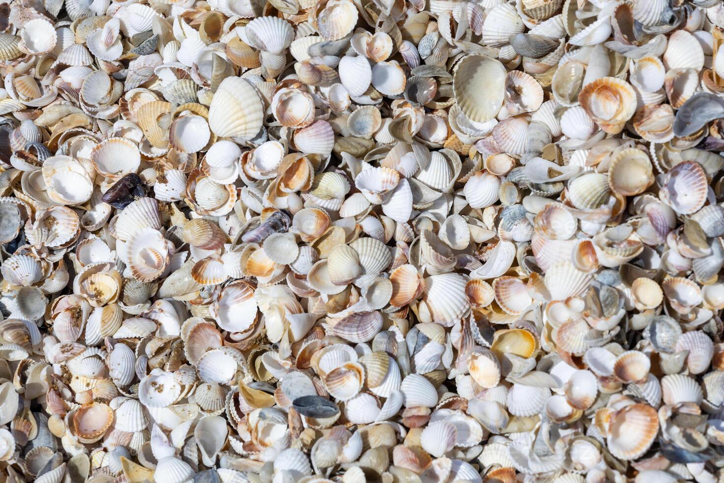 A pile of shells with some of them broken photo