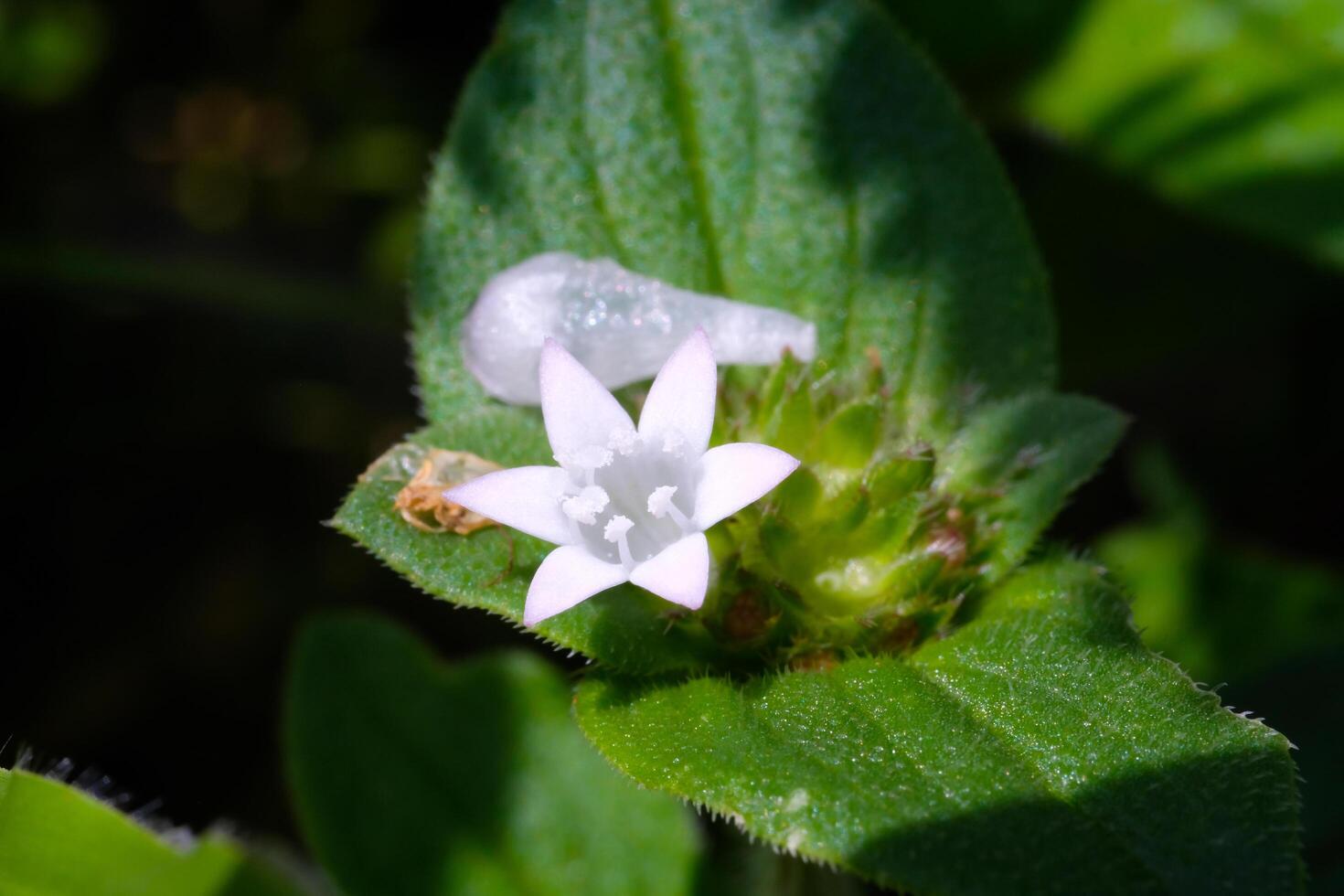 White Star Bethlehem flower among wild plants. Star-shaped white flowers in the wild. Graphic Resources. Plant Themes. Plants Closeup. Macrophotography photo