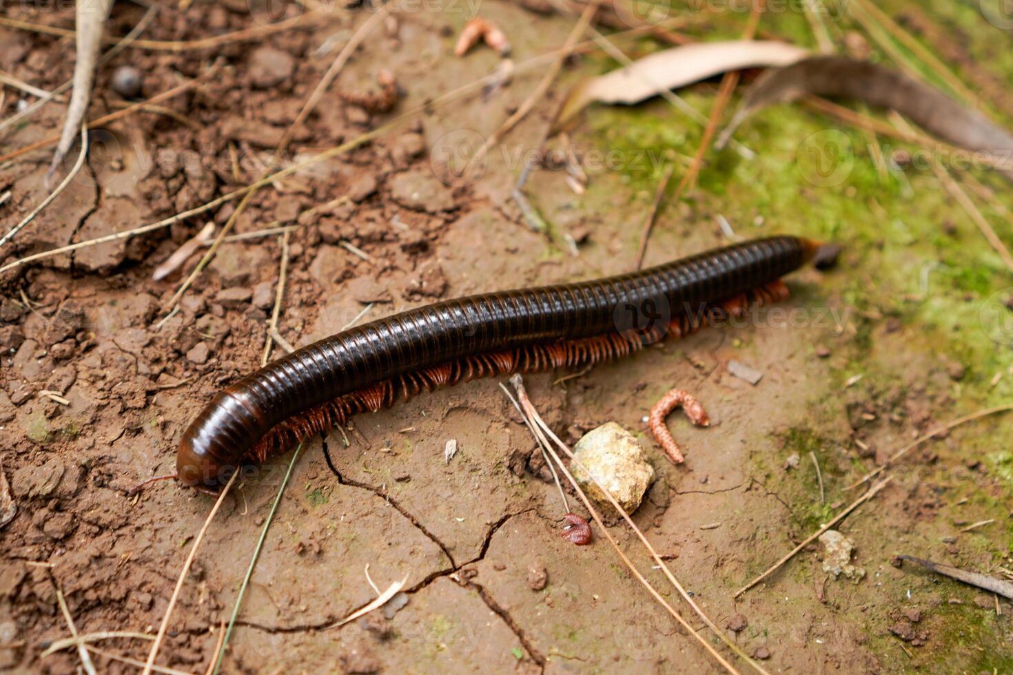 Millipedes walk on the ground with dry twigs as a barrier to travel. photo