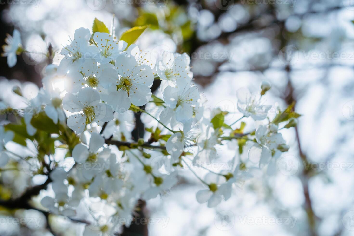 Blooming cherry tree close up. White blossom and young leaves on cherry tree branch. Springtime in the garden photo