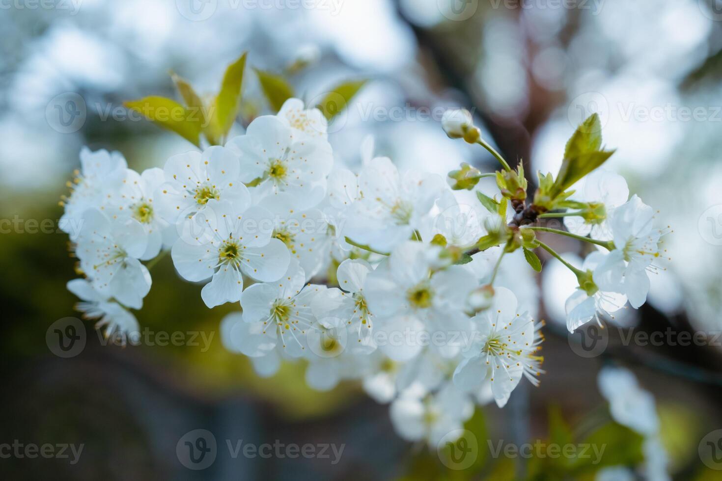 Blooming cherry tree close up. White blossom and young leaves on cherry tree branch. Springtime in the garden photo