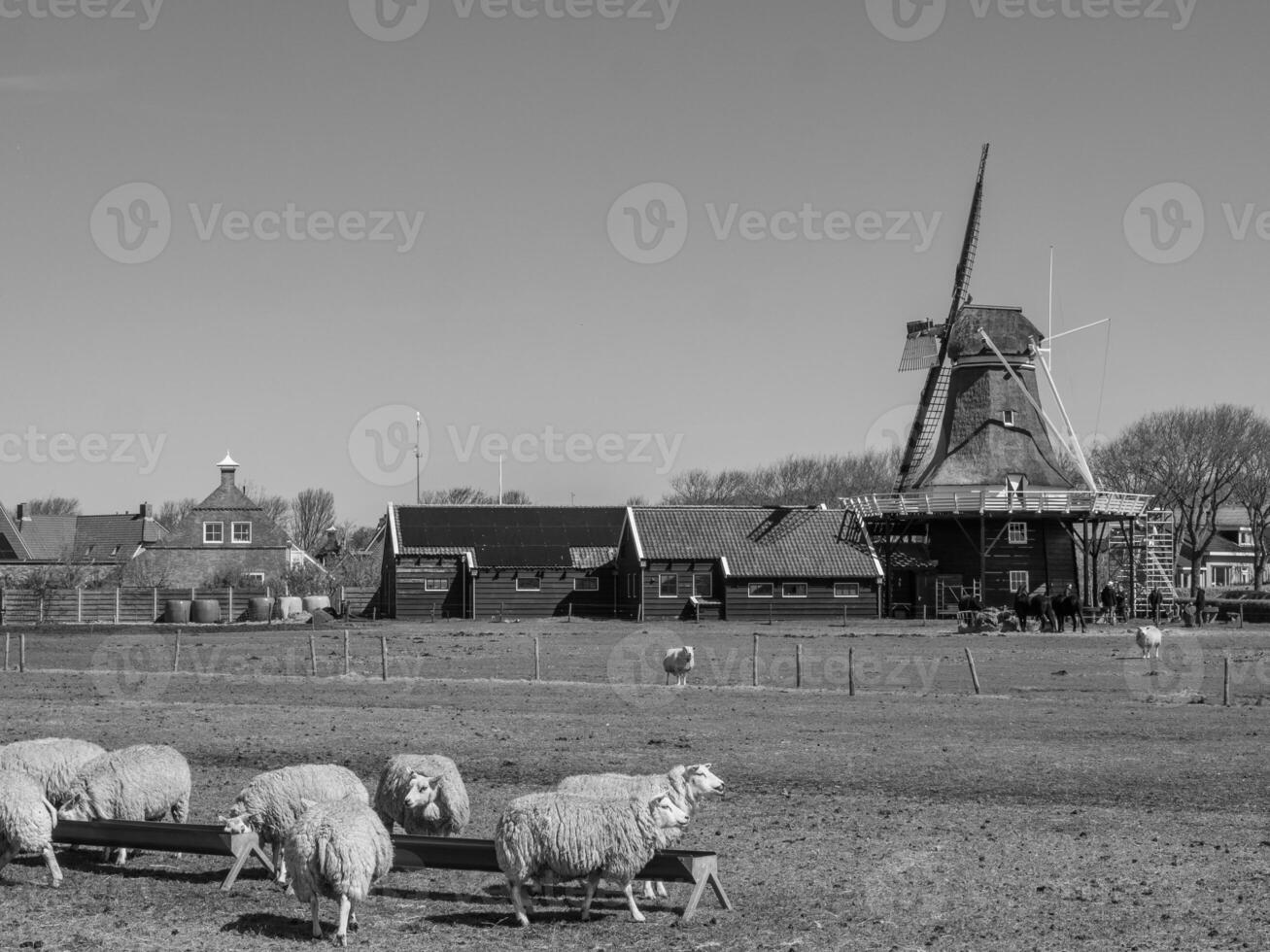 the dutch island of Ameland photo