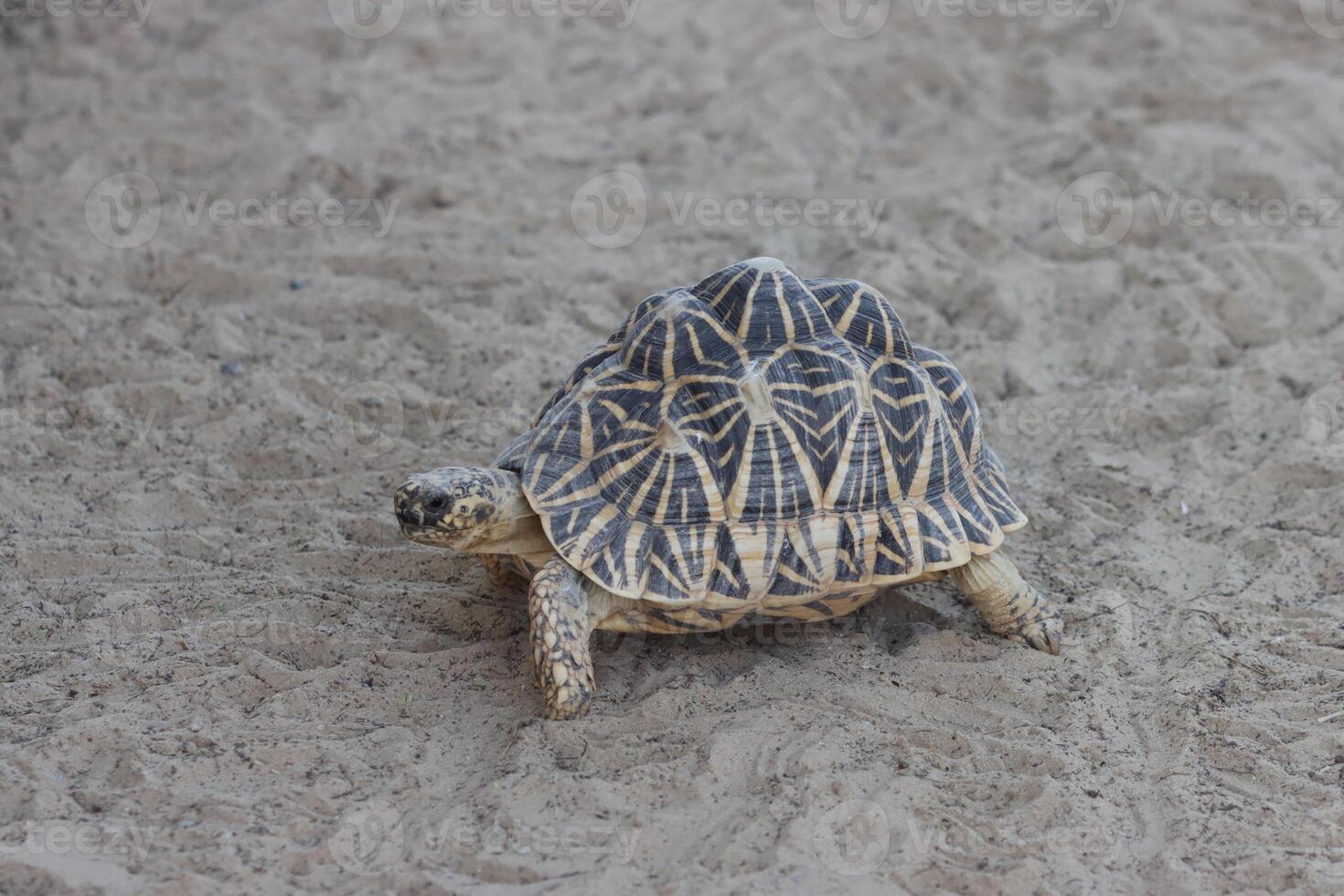 turtle walking on the ground photo