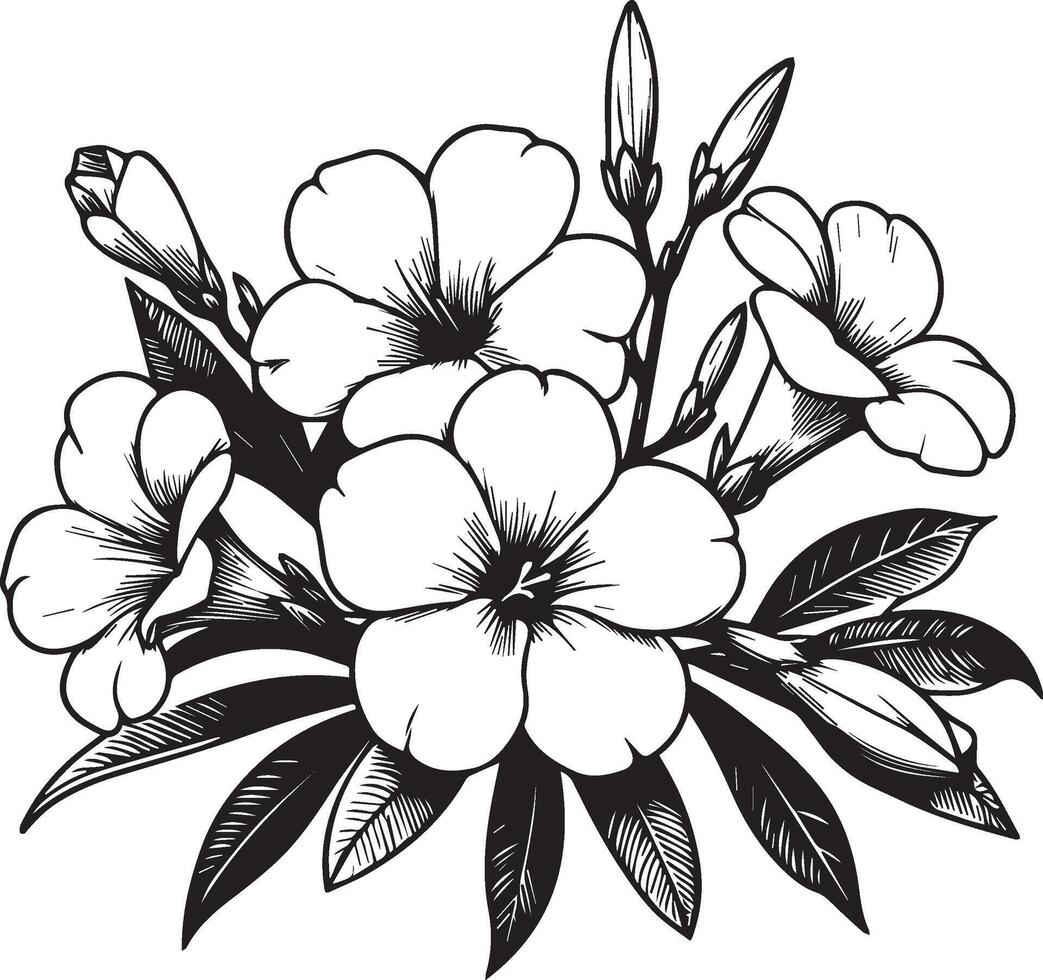 Flowers coloring pages, and book, sketch of Allamanda cathartica flower drawing, Hand drawn Allamanda cathartica, botanical leaf bud illustration engraved ink art style. vector