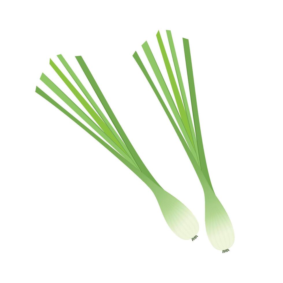Bunch of lemongrass tied with rope isolated on white background. illustration of fragrant herb in cartoon flat style. vector
