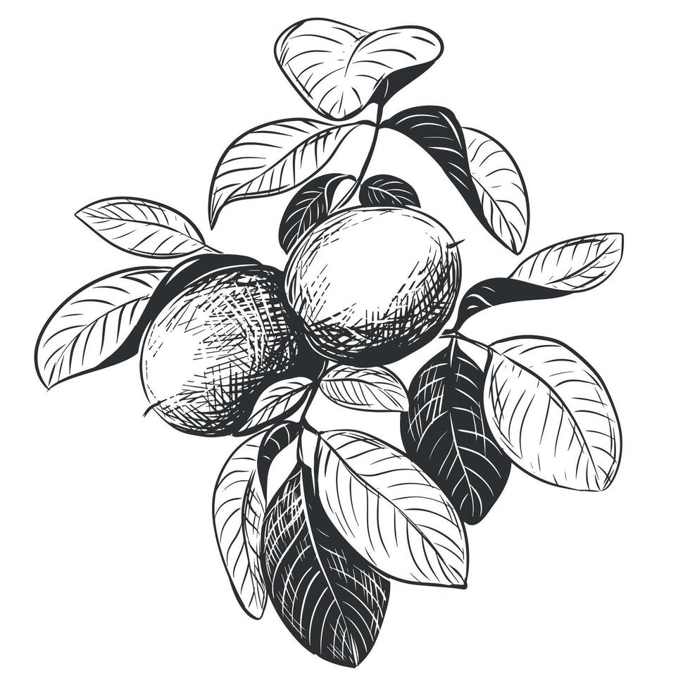 Walnuts are hand drawn. illustration in engraving technique. A branch with fruits in a peel, leaves. Linear ink drawing. Ingredient for the Italian liqueur Nocino. vector