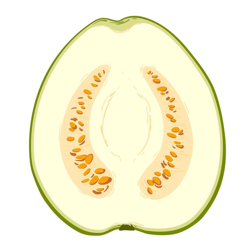 pise fresh guava. illustration. vector