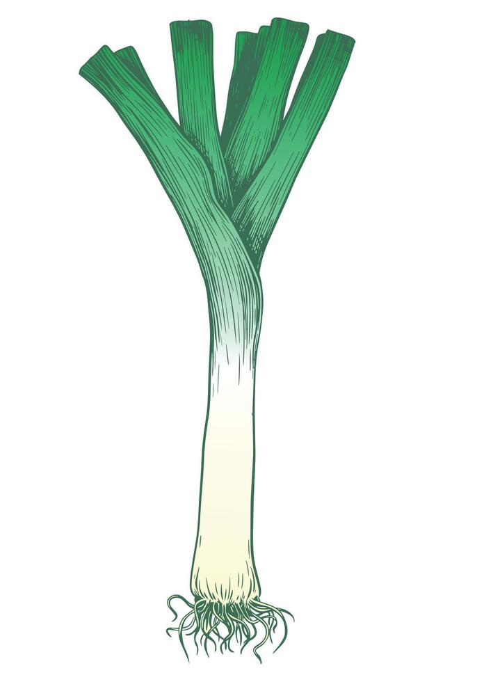 Leek in engraving technique. illustration isolated on white background. Green onion, ink linear sketch. vector