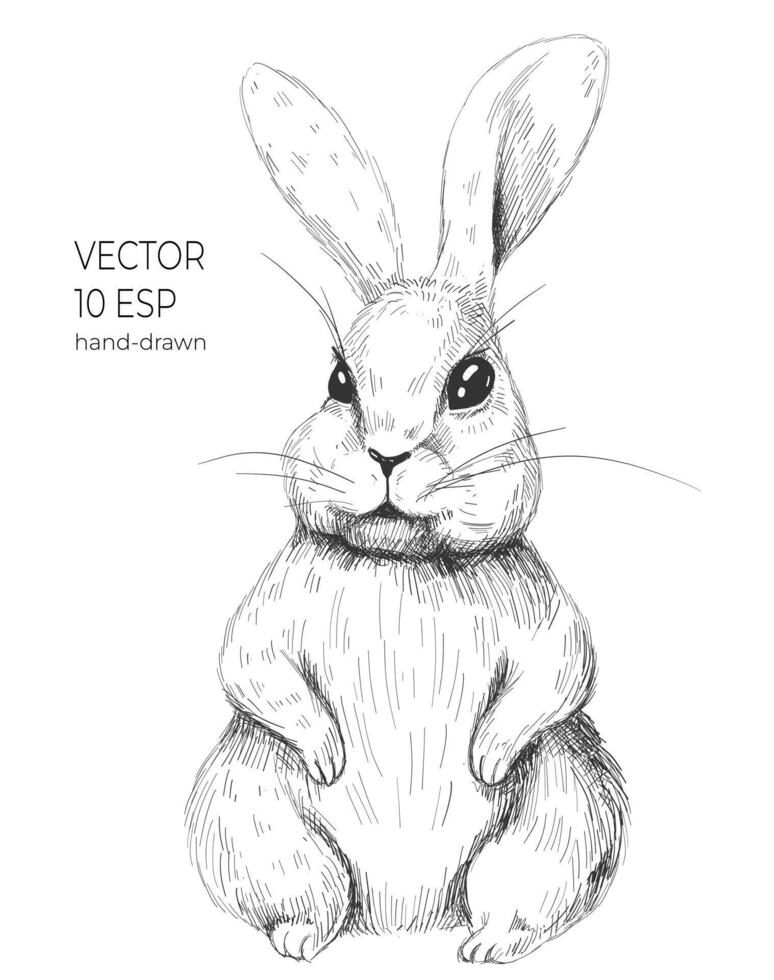 Cute bunny drawing. Easter rabbit, hare, bunny illustration in black and white. Detailed drawing. Single hare. Cross hatching drawing vector