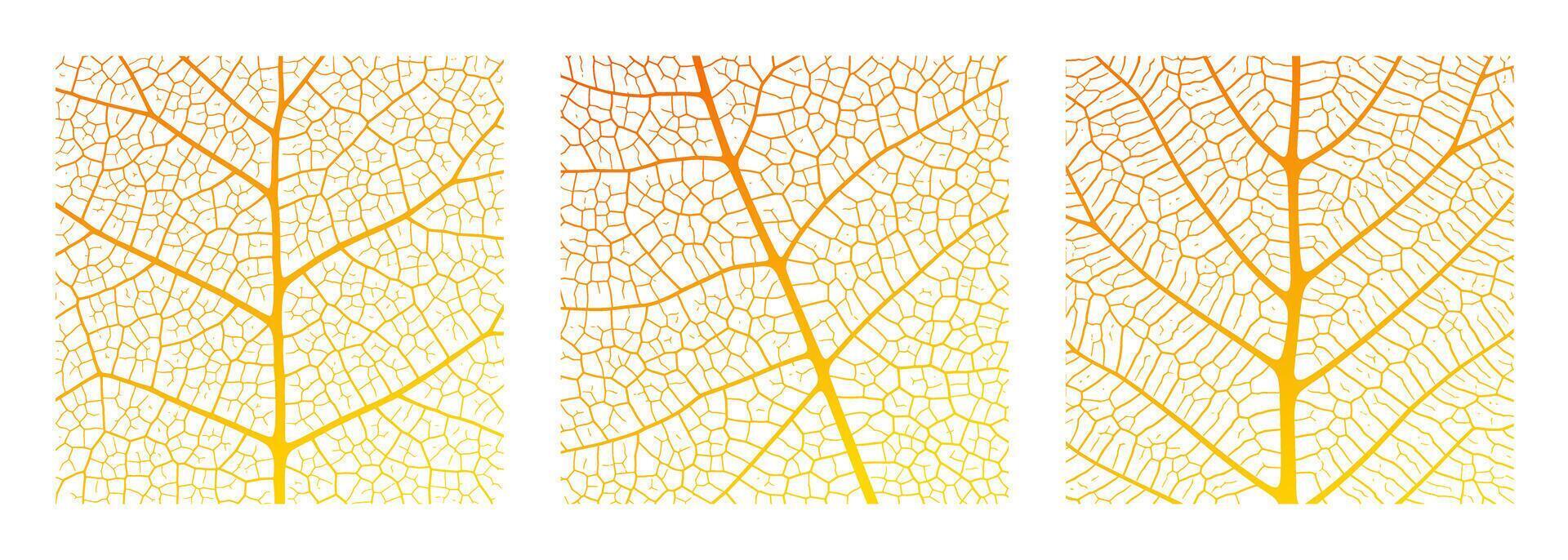 Leaf vein texture abstract background with close up plant leaf cells ornament texture pattern. vector