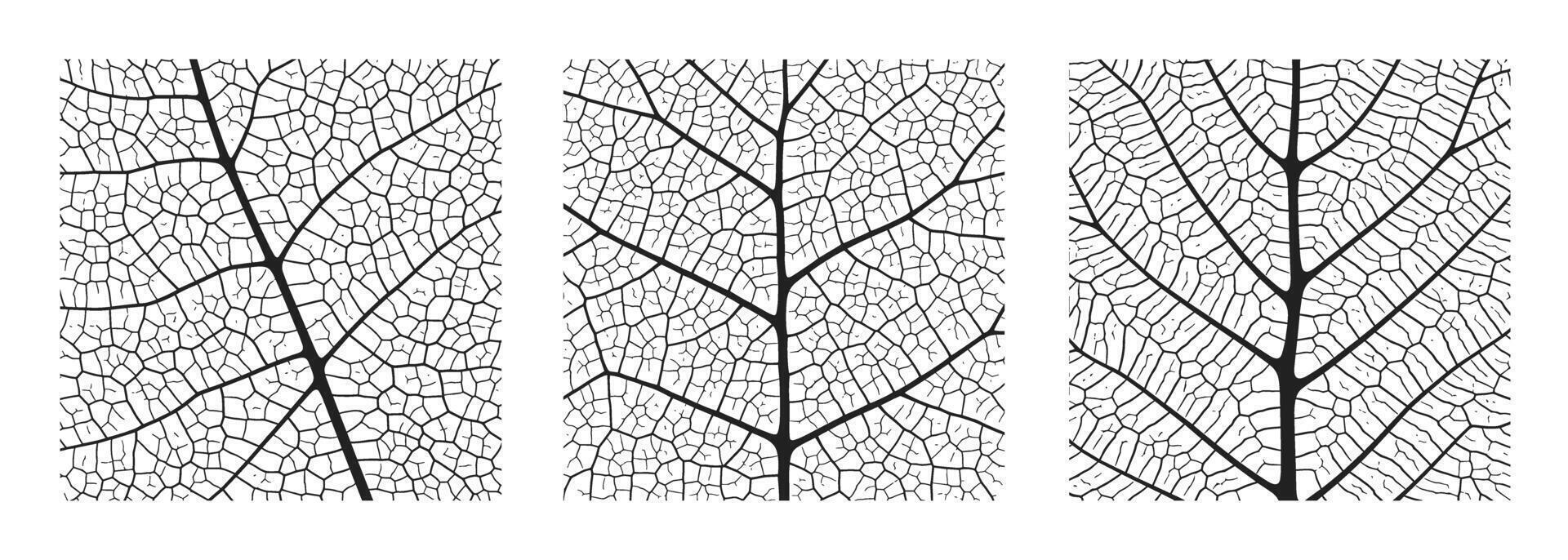 Leaf vein texture abstract background set with close up plant leaf cells ornament texture pattern. vector
